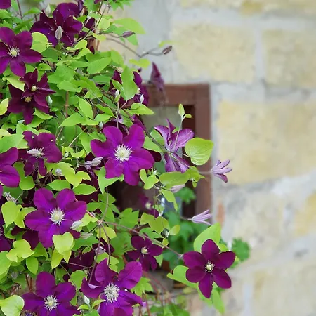 добреви Batishnitsa