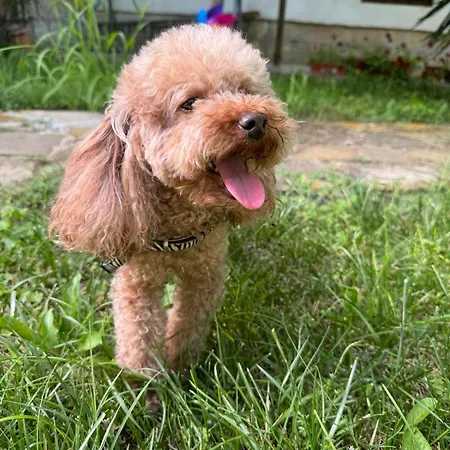 добреви Batishnitsa