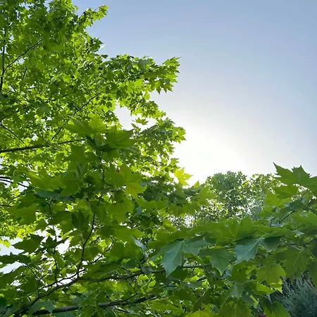 добреви Batishnitsa