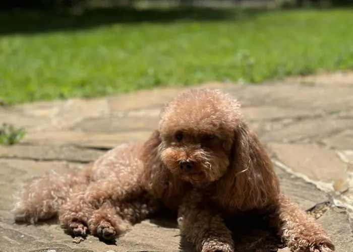 добреви فيلة Batishnitsa