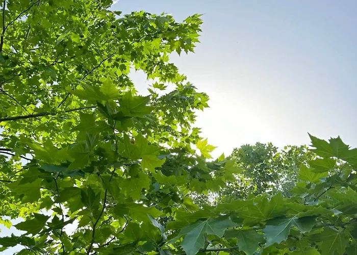 добреви Batishnitsa